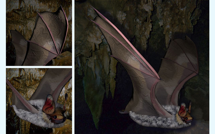 bat