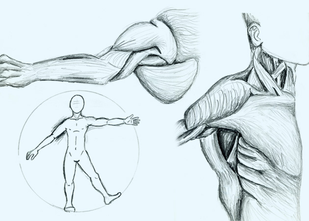 anatomical_studies